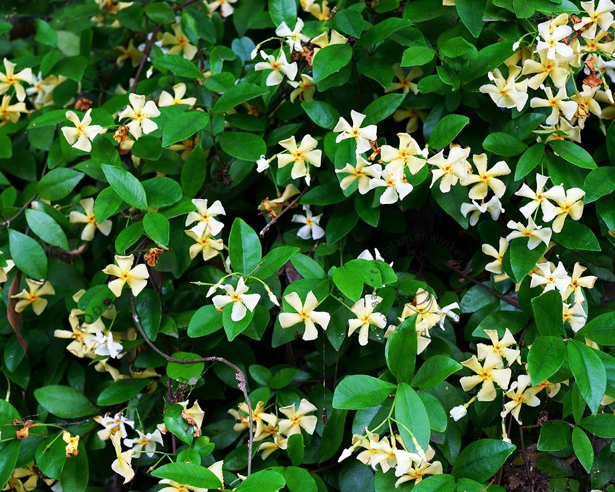 Trachelospermum jasminoides 'Star of Toscana' - Very Fragrant - Image 3