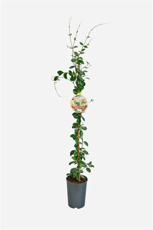 Trachelospermum jasminoides 'Star of Toscana' - Very Fragrant - Image 4