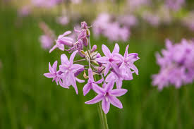 Tulbaghia violacea / P9 - Image 2