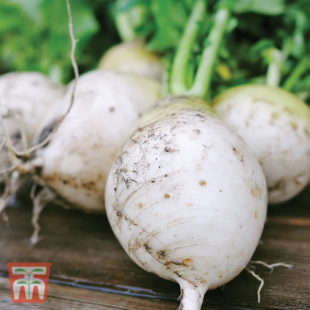 Turnip 'Snowball' - Image 2