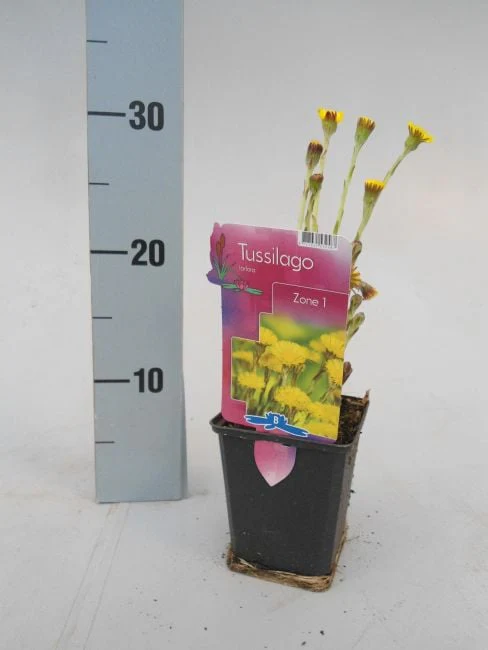 Tussilago farfara / P9 - Image 3