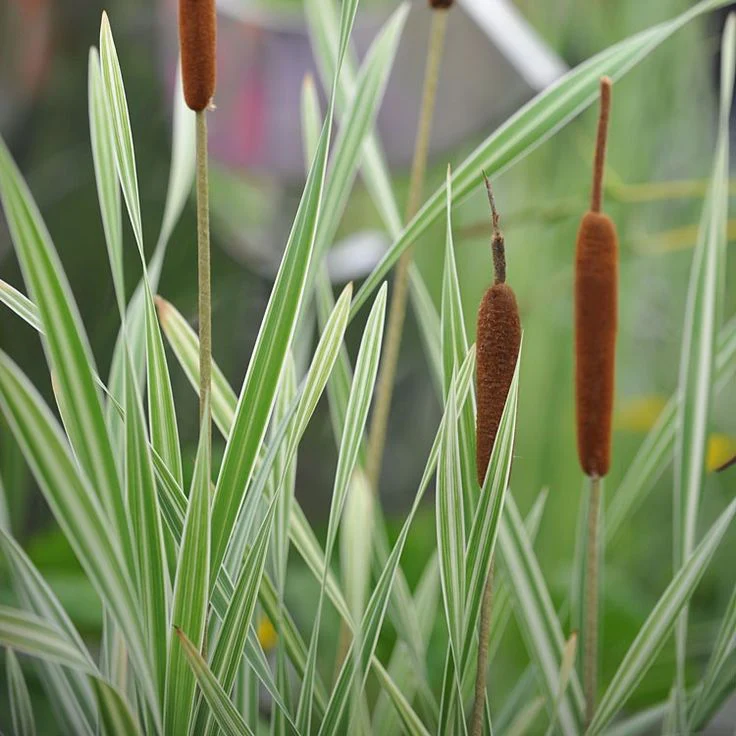 Typha latifolia 'Variegata' | Variegated Bullrush / P9 - Image 2