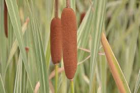 Typha latifolia 'Variegata' | Variegated Bullrush / P9 - Image 3