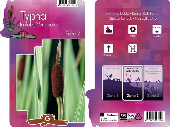 Typha latifolia 'Variegata' | Variegated Bullrush / P9 - Image 4