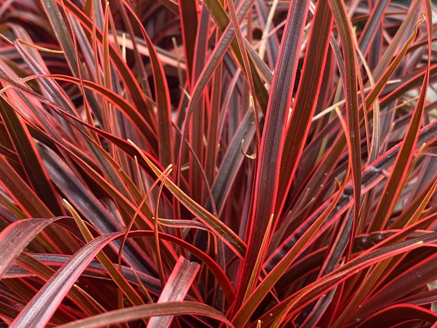 Uncinia rubra 'Everflame' | Red Hook Sedge 2 Litre - Image 3