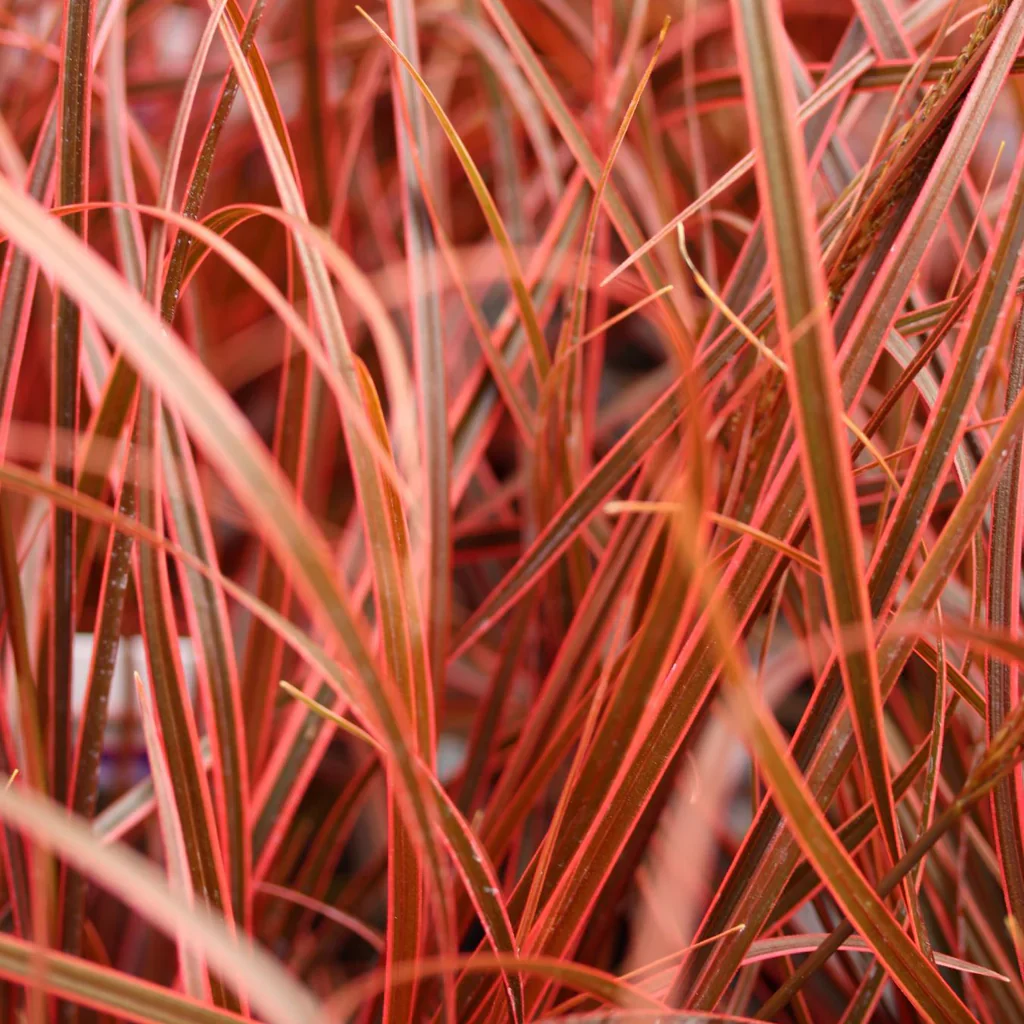 Uncinia rubra 'Everflame' | Red Hook Sedge 2 Litre - Image 4