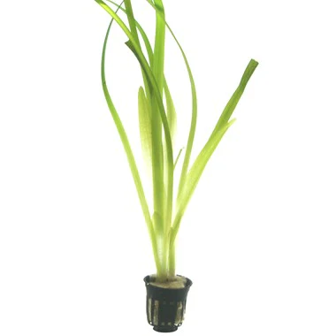 Vallisneria Americana 'Gigantea' 054