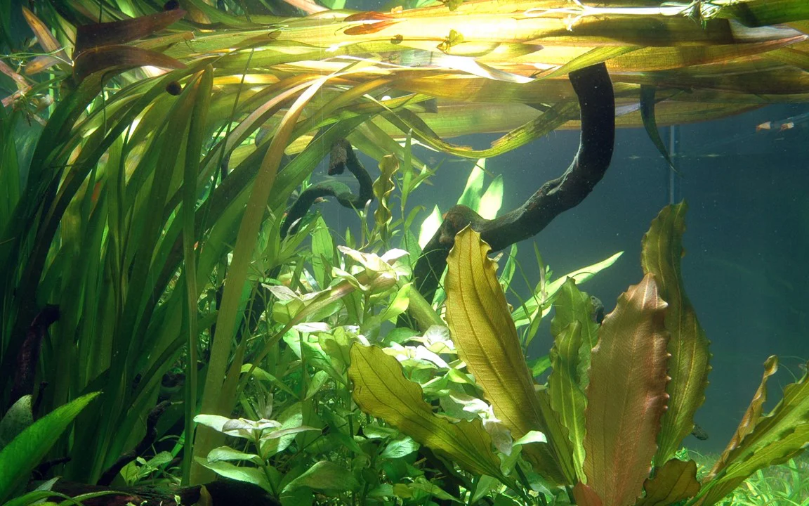 Vallisneria Americana 'Gigantea' 054 - Image 2