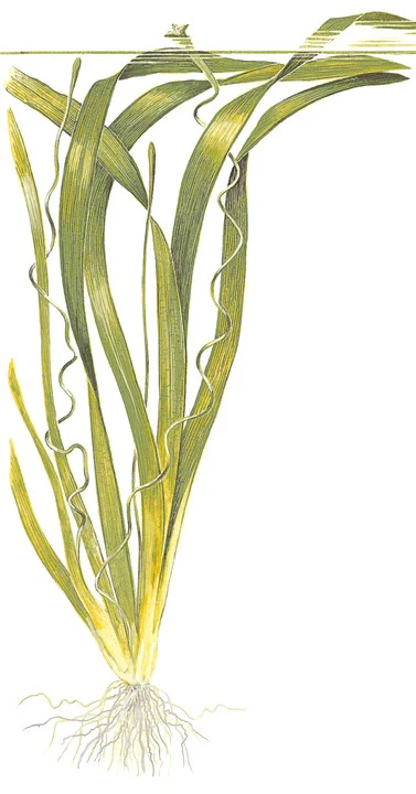 Vallisneria Americana 'Gigantea' 054 - Image 3