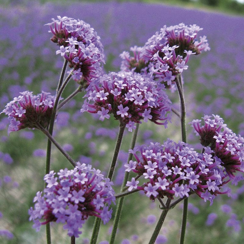 Verbena Bonariensis 9cm