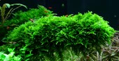Vesicularia dubyana Christmas Moss - Image 3