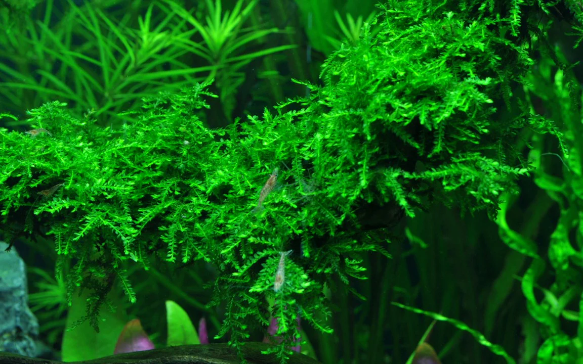 Vesicularia ferriei Weeping - Image 2