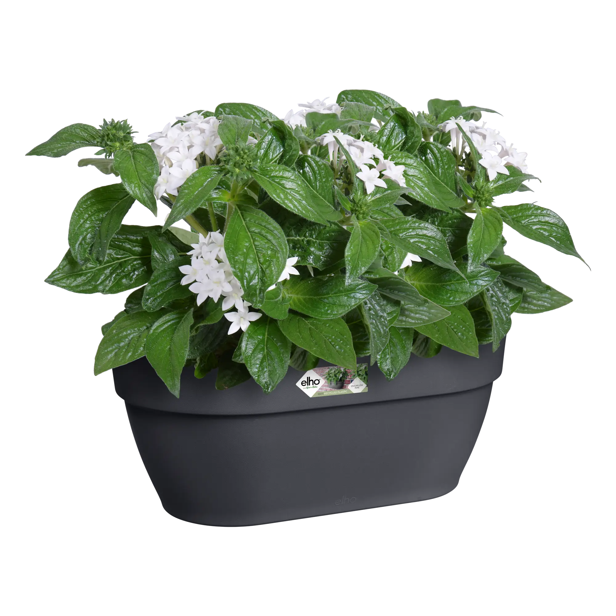 Elho Vibia Campana Wall Basket 35cm Anthracite - Image 5