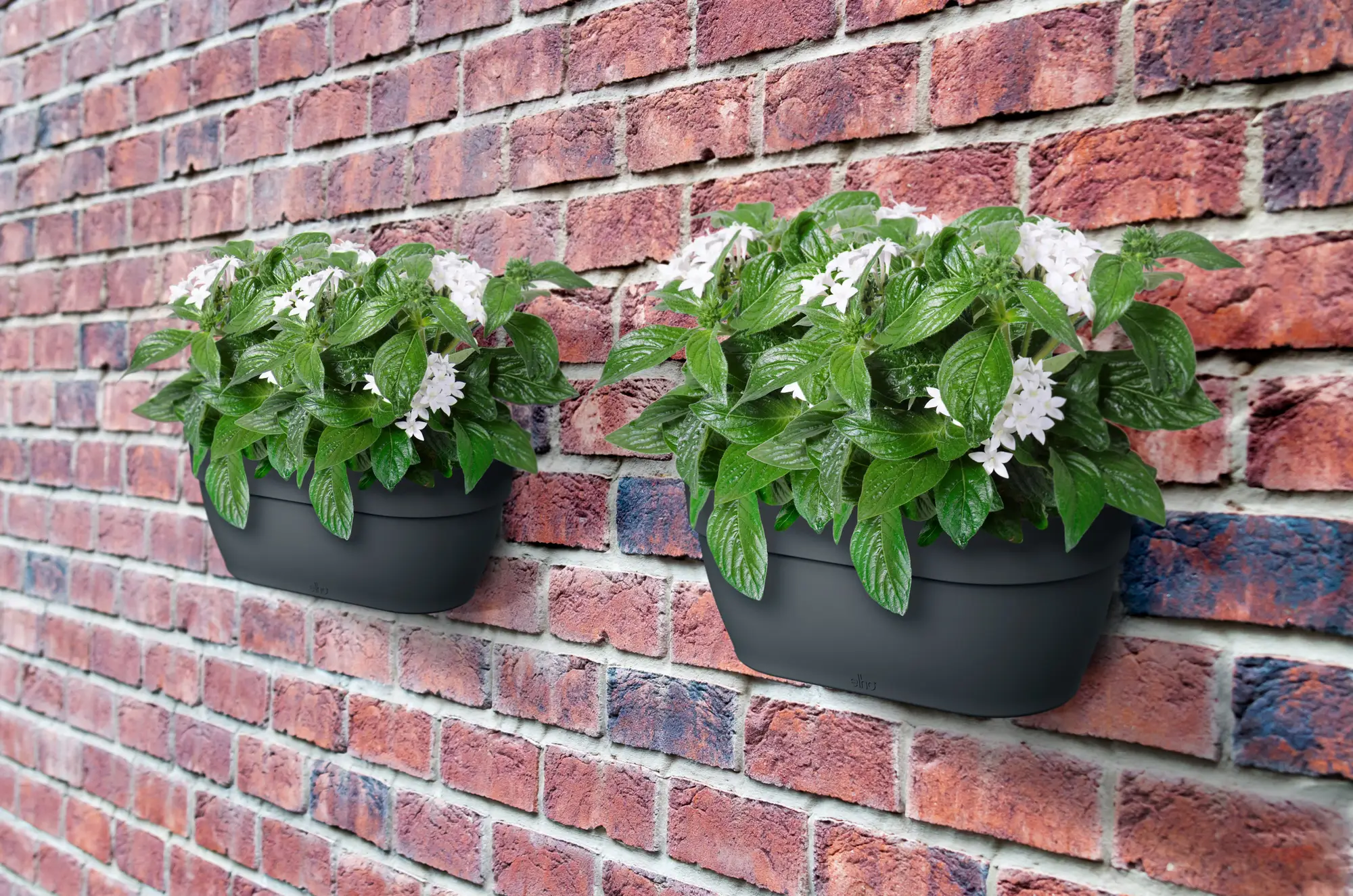 Elho Vibia Campana Wall Basket 35cm Anthracite - Image 7