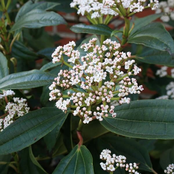 Viburnum davidii 4 Ltr pot - Image 2