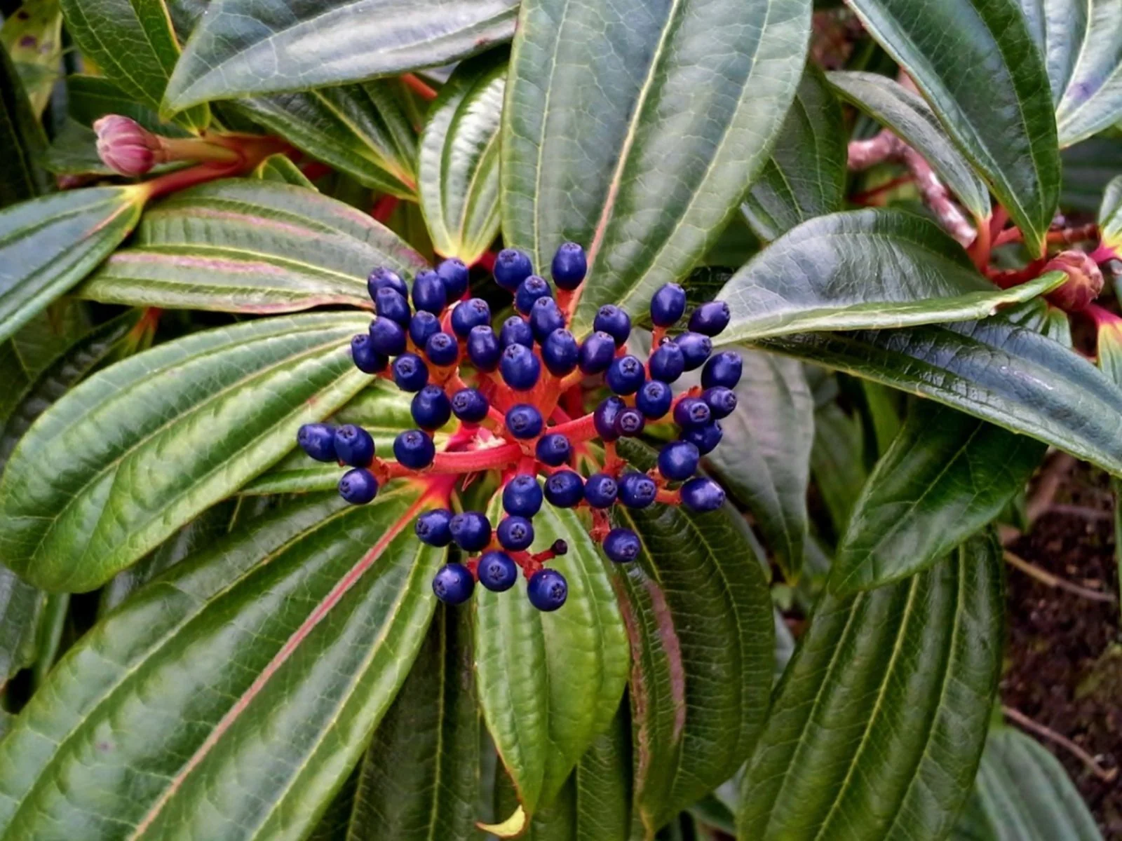 Viburnum davidii 4 Ltr pot - Image 3
