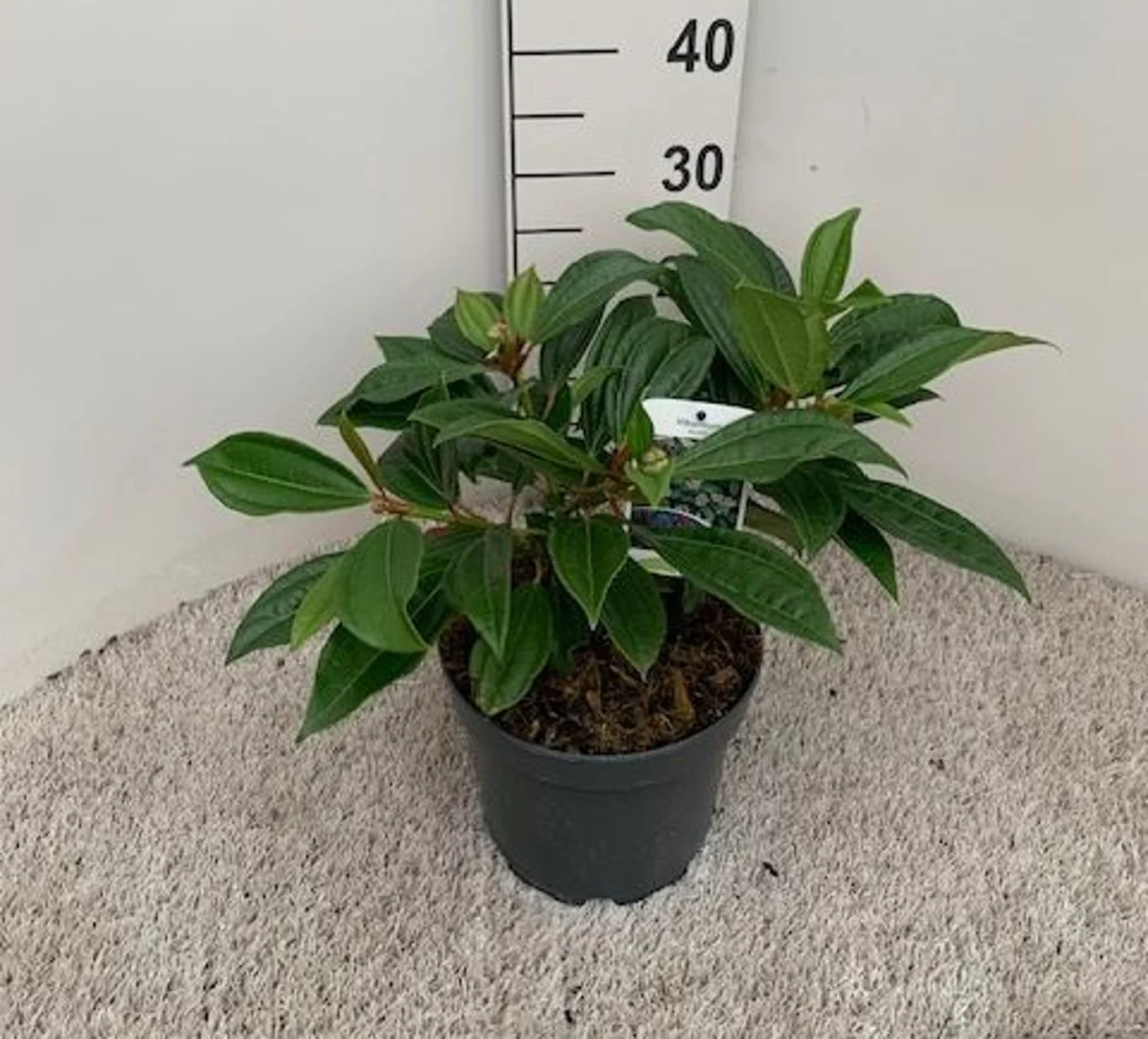 Viburnum davidii 4 Ltr pot - Image 4