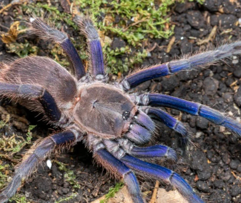 Vietnam Blue tarantula | Chilobrachys dyscolus blue m - Image 2