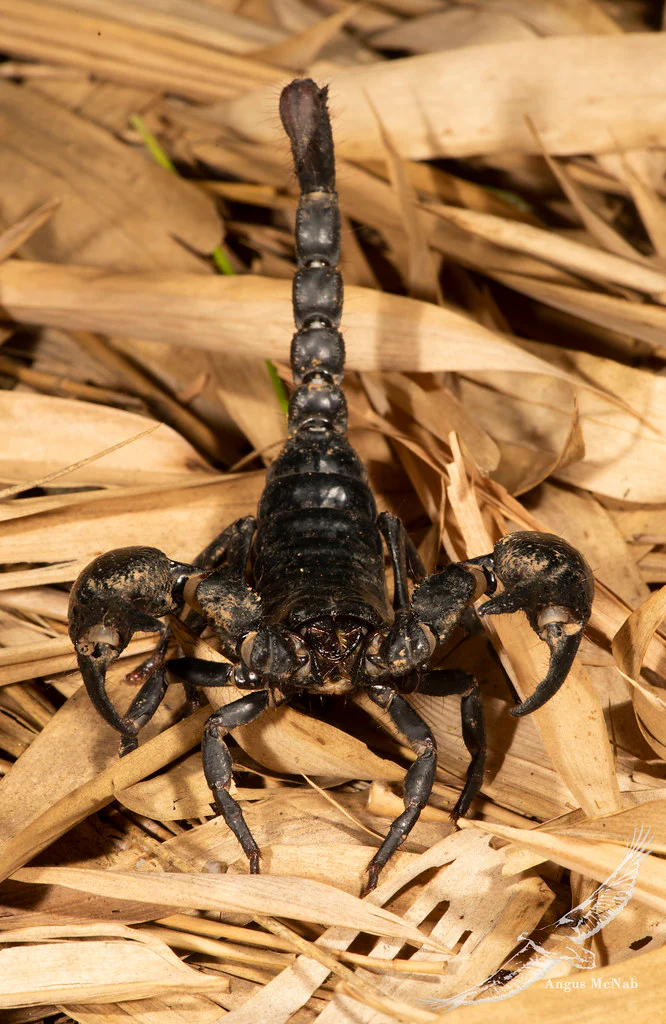 Vietnam Forest Scorpion (Heterometrus laoticus) - Image 2