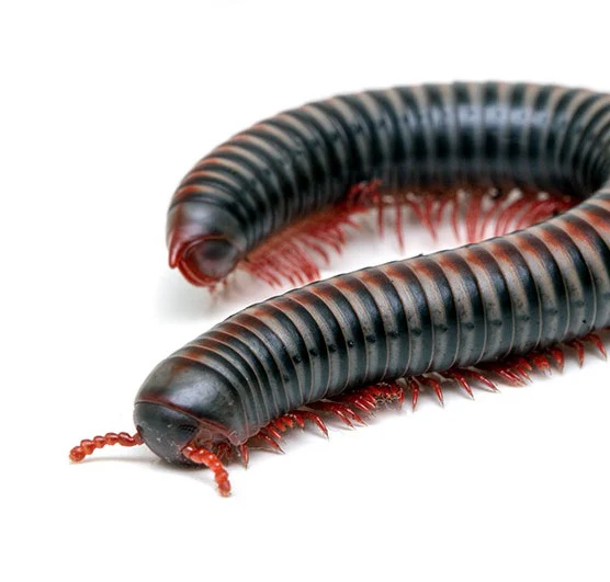 Vietnamese Rainbow Millipede