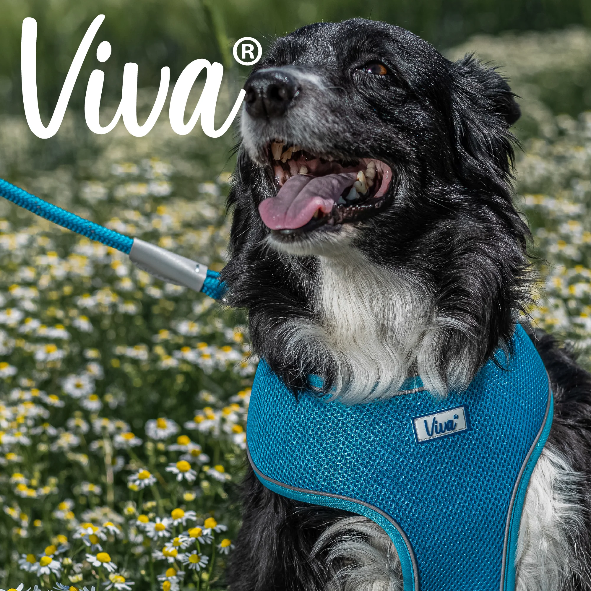 Ancol Viva Comfort Mesh Dog Harness Blue Small (34-45cm Chest) - Image 3