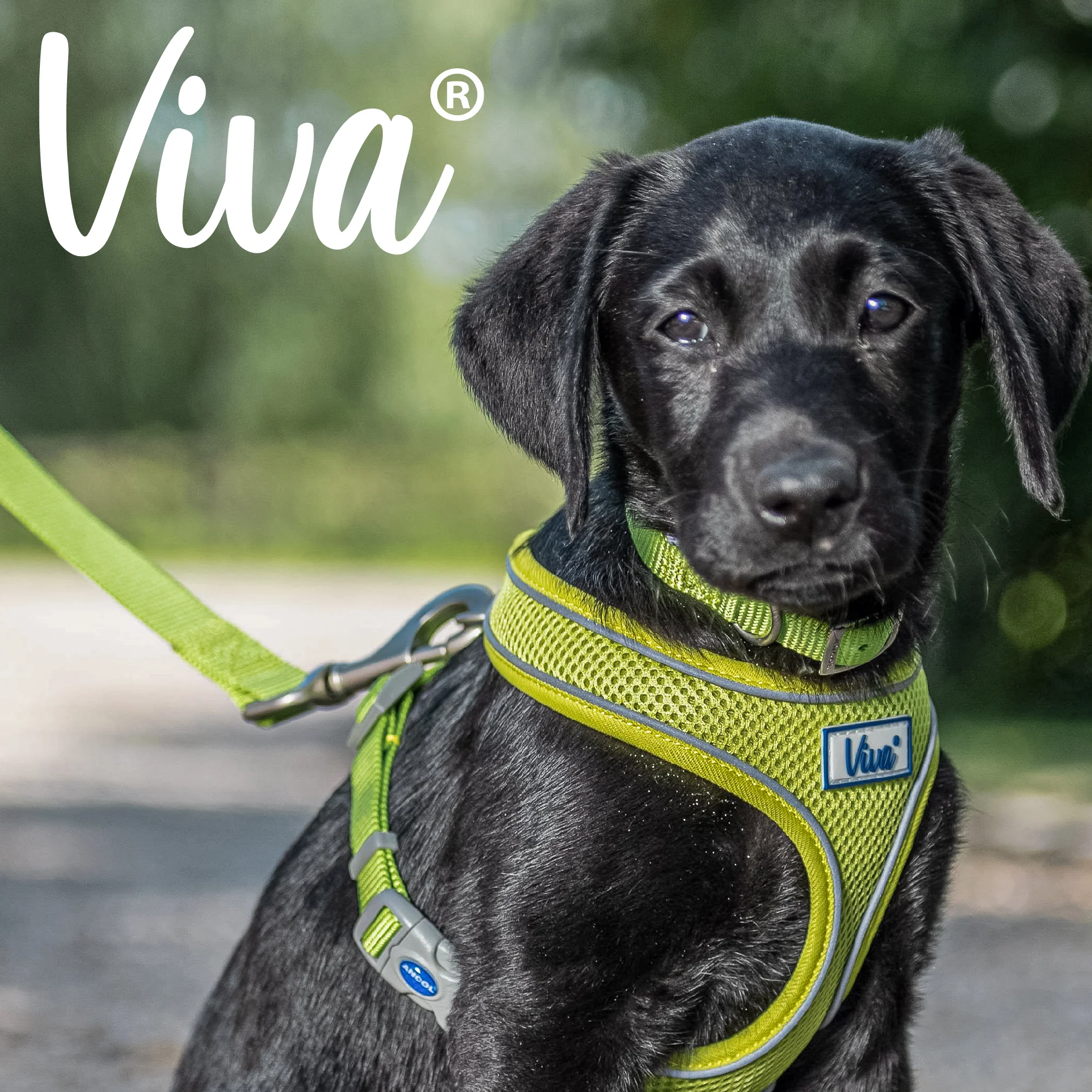 Ancol Viva Comfort Mesh Dog Harness Lime Large (53-74cm Chest) - Image 3