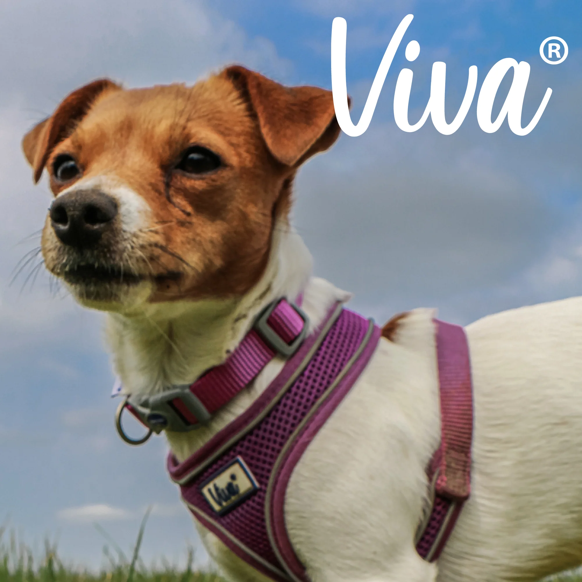 Ancol Viva Confort Mesh Dog Harness Pruple Medium (44-57cm Chest) - Image 3