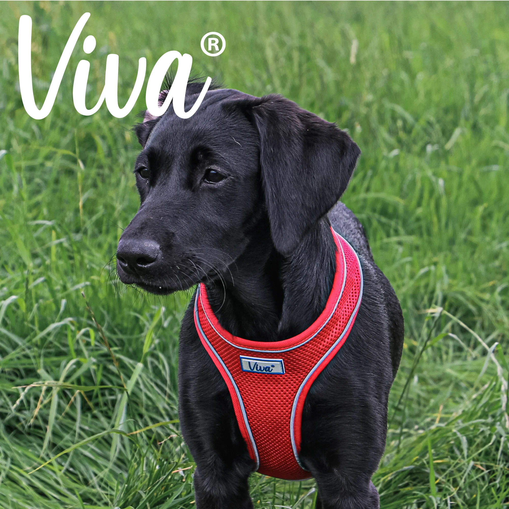 Ancol Viva Comfort Mesh Dog Harness Red Medium (44-57cm Chest) - Image 3
