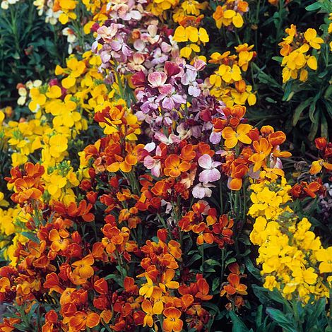 Wallflower 'My Fair Lady Mixed' - Image 2