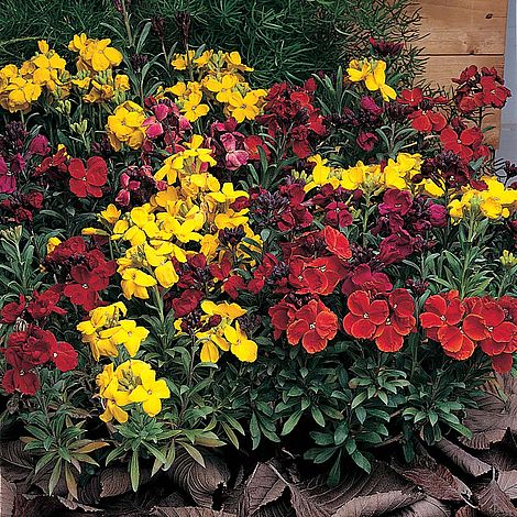 Wallflower 'Tom Thumb Mixed' - Image 2