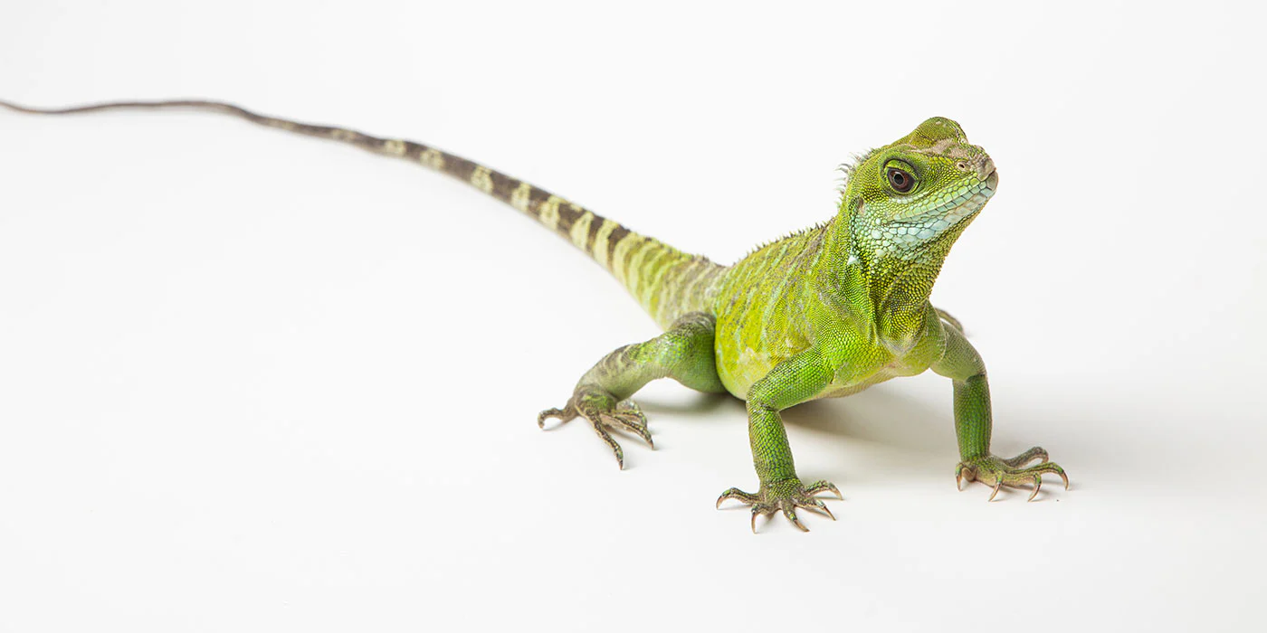 Water Dragon
