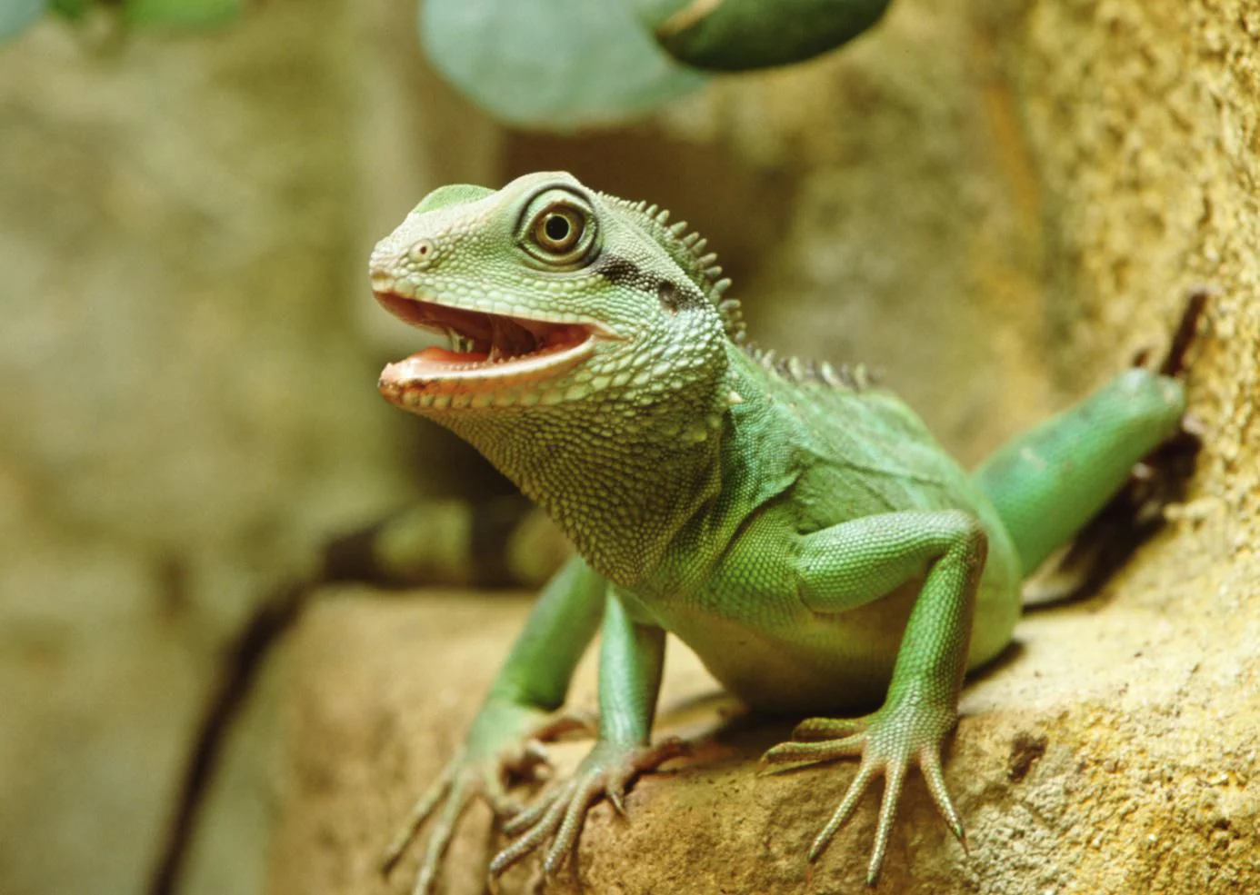 Water Dragon - Image 2