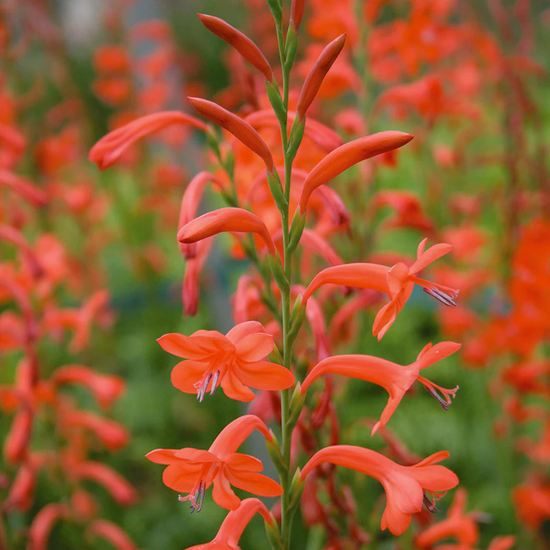Watsonia Apricot Queen 2L