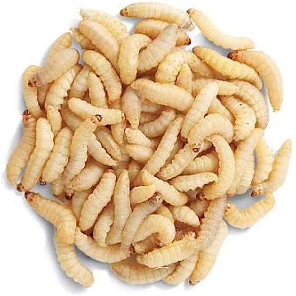 Waxmoth Larvae | Waxworms (15g Tub) - Image 3