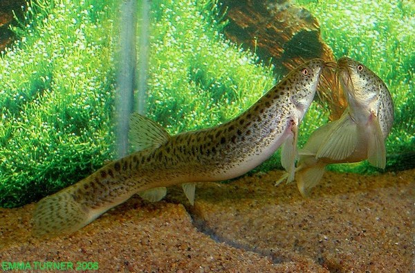 Weather Loach 4-5" - Image 2