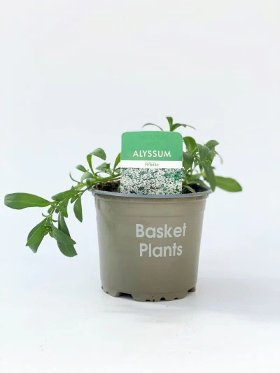 Alyssum White 10cm - Image 2