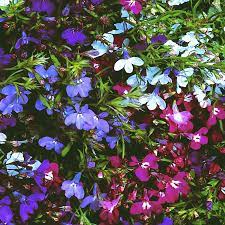 Lobelia Mixed Trailing 12 Pack