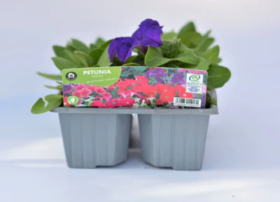Petunia Mixed 6 Pack - Image 2