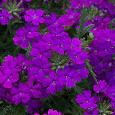 Verbena Rapunzel Violet 10cm