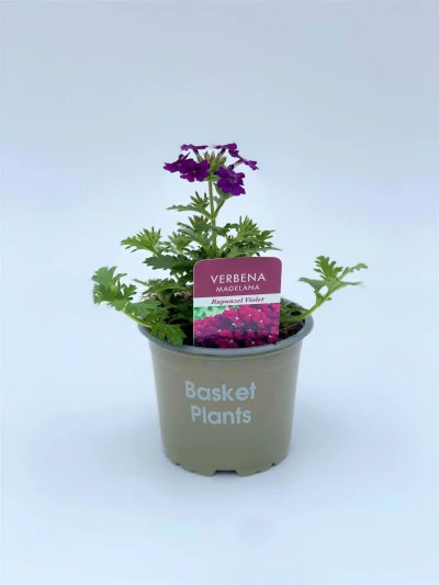 Verbena Rapunzel Violet 10cm - Image 2