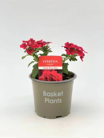 Verbena Deep Red 10cm - Image 2
