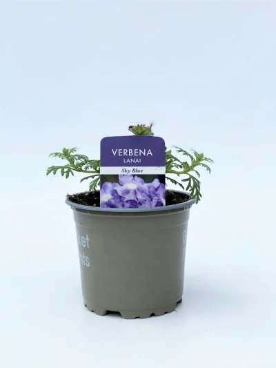 Verbena SkyBlue 10cm - Image 2