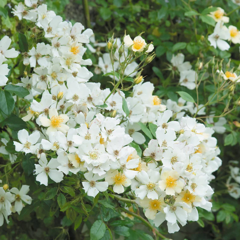 Wedding Day Rambler Climbing Rose 5 Litre - Image 3