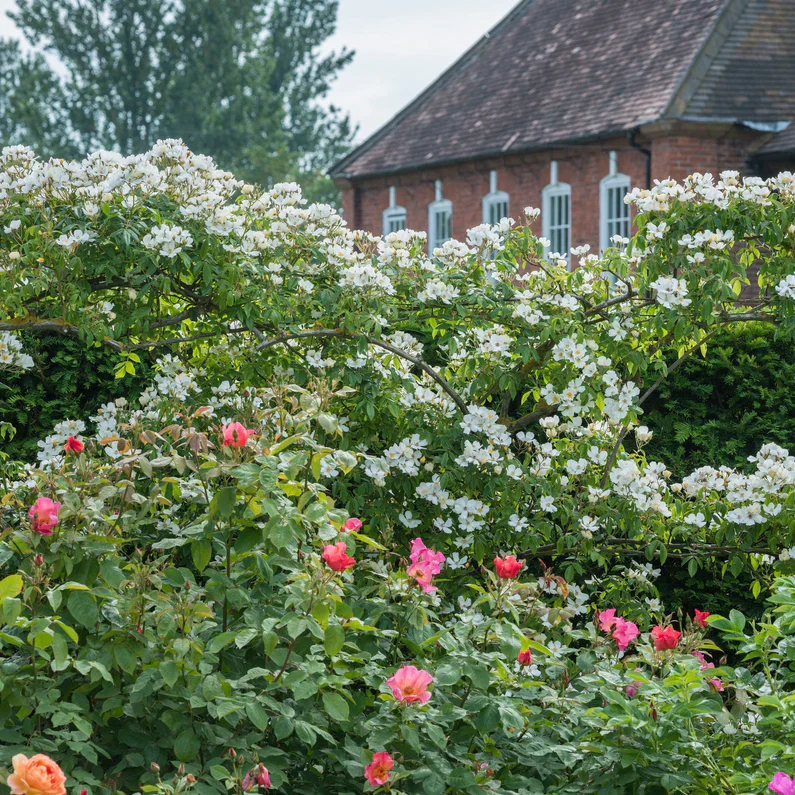 Wedding Day Rambler Climbing Rose 5 Litre - Image 4