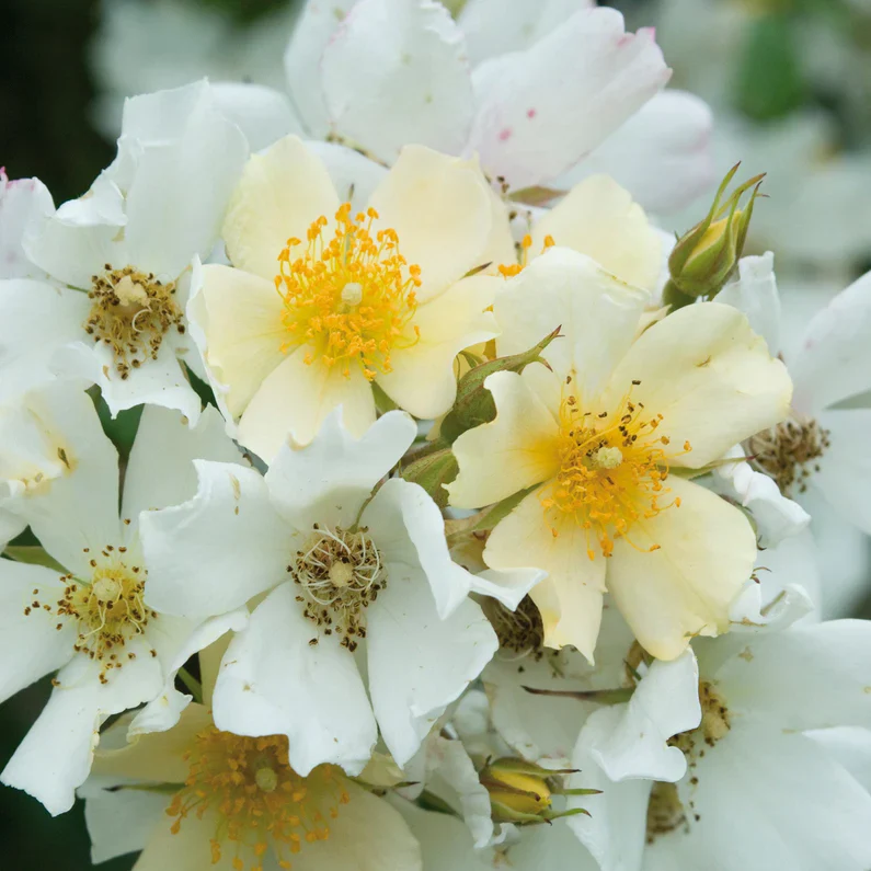 Wedding Day Rambler Climbing Rose 5 Litre - Image 5