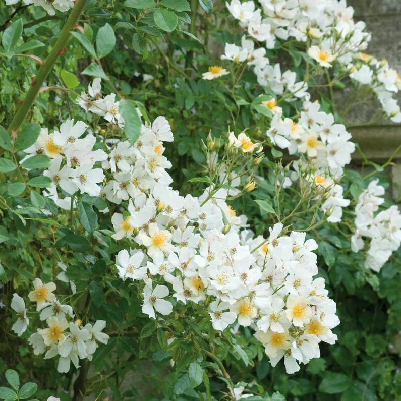 Wedding Day Rambler Climbing Rose 5 Litre - Image 6