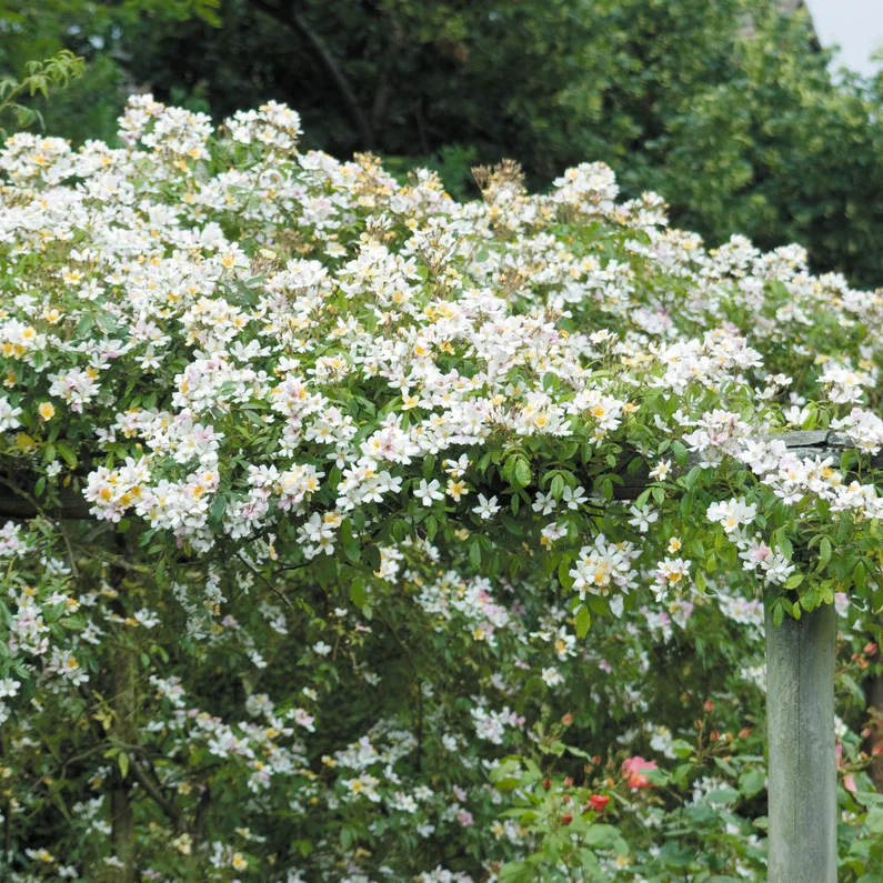Wedding Day Rambler Climbing Rose 5 Litre - Image 7