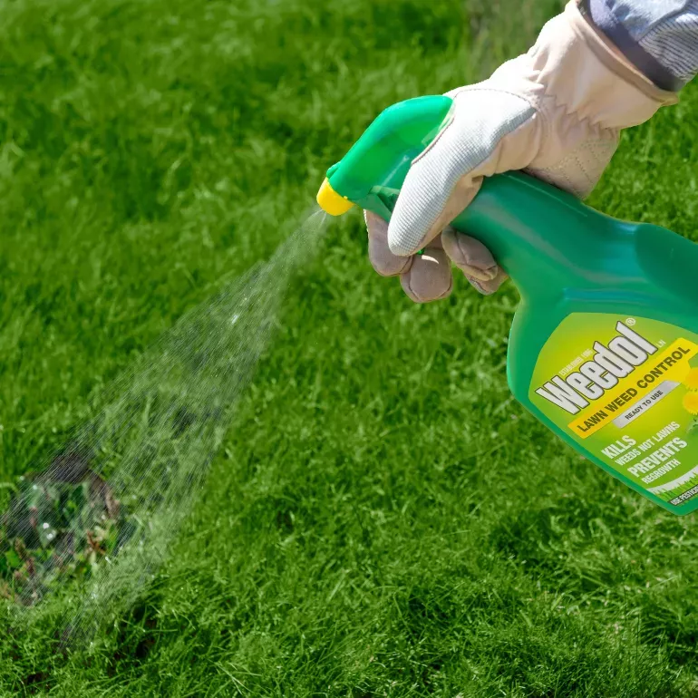 Weedol Lawn Weedkiller (Ready To Use Spray) 800ml - Image 3