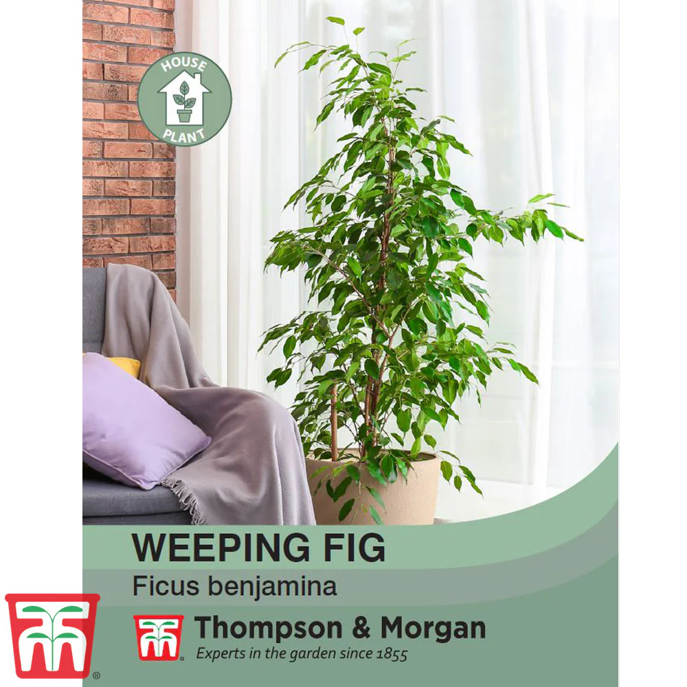 Weeping Fig
