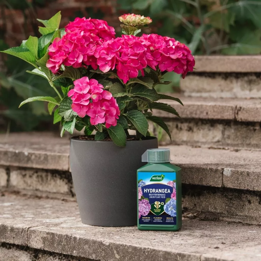 Westland Hydrangea Specialist Liquid Plant Food 1L - Image 4
